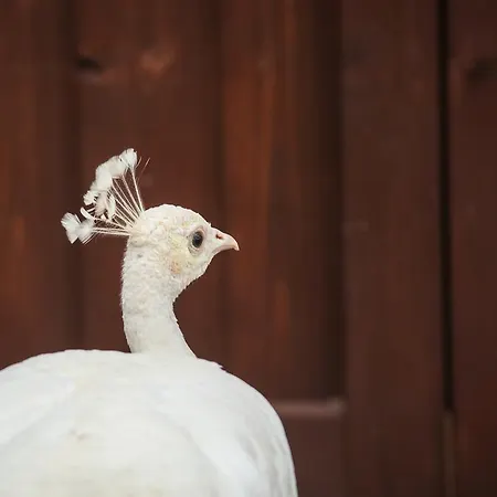 Nocleg ze śniadaniem Feniks Agro&spa Adults Only 4*