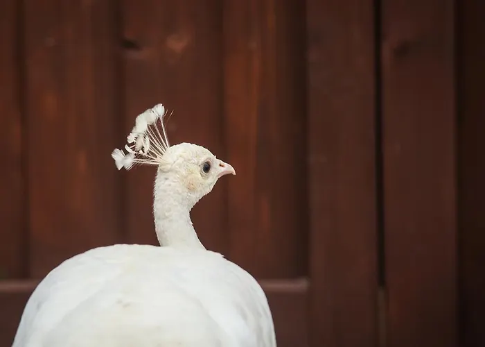 Nocleg ze śniadaniem Feniks Agro&spa Adults Only 4*