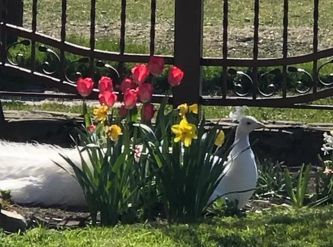 Nocleg ze śniadaniem Feniks Agro&spa Adults Only Świnoujście